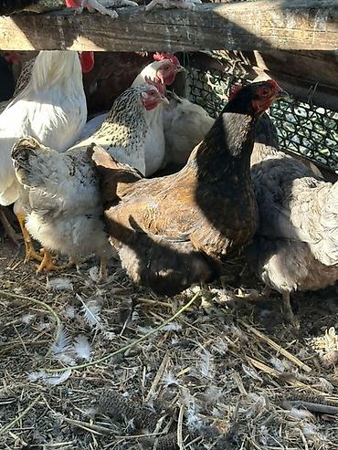 простые птички: Продаю | Куры, Петух | Домашняя, Полубрама | Для разведения, На забой, Несушки — 6