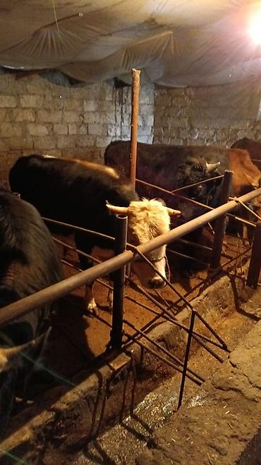 Inəklər, öküzlər: Inəklər, öküzlər — 3