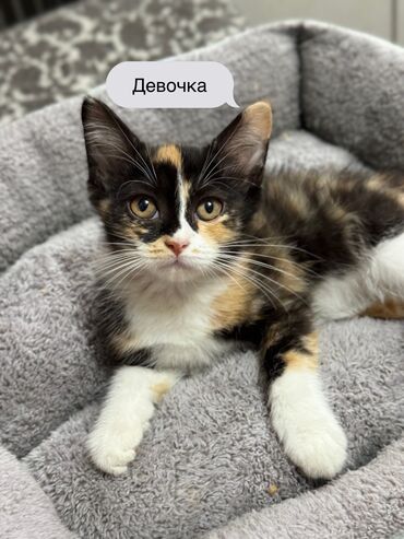 отдам кота я его боюсь: 3 айлык, Эркек, Аргын, Лотокко барууга үйрөтүлгөн, Курттардан тазаланган