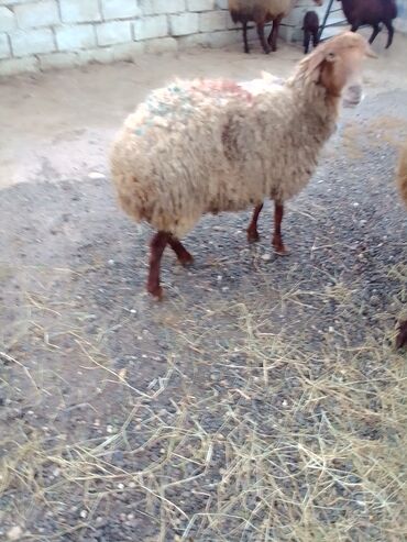 Qoyunlar, qoçlar: Qiymət cütünə ayıdır real alıcıya endirim olacaq boğaz heyvan di — 10