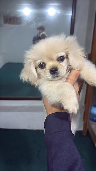 xasgi it: Pekines, 4 ay, Erkək — 4