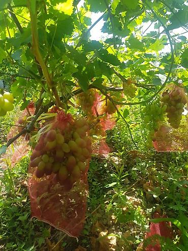 Продажа участков: 100 соток, Для бизнеса, Договор купли-продажи at lalafo.kg — 12 Продажа участков: 100 соток, Для бизнеса, Договор купли-продажи — 12