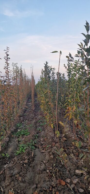 Tinglər: Meyvə tingləri – intensiv bağlar üçün - Növlər: alma və armud heyva — 4