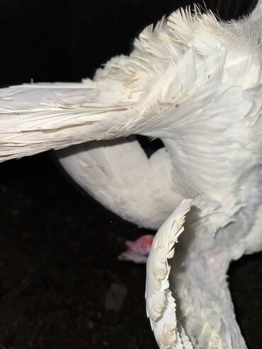 сколько стоит кролик домашний: Сатам | Ургаачы күрп (ургаачы), Эркек күрп | Бройлер, Кара ханзаада, Түндүк Кавказ