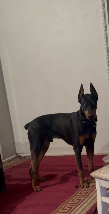 сколько стоят собаки: Doberman, Cütləşmə üçün