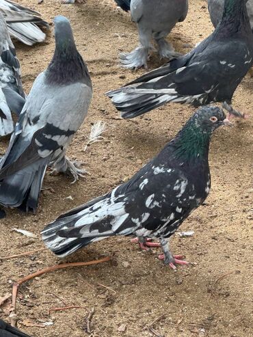 Göyərçinlər: Kəməti göylərdi içində 3 4 dənə əbrəş var. 17-20 tukdulər. kom şəkildə -da lalafo.az — 17 Göyərçinlər: Kəməti göylərdi içində 3 4 dənə əbrəş var. 17-20 tukdulər. kom şəkildə — 17