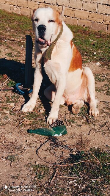 İtlər: Alabay, 1 il, Erkek, Peyvəndli, Ünvandan götürmə — 10