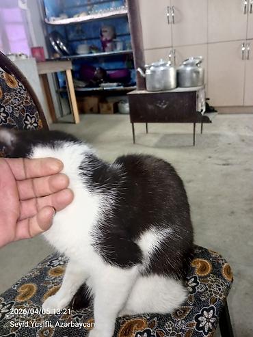 Pişiklər: Yaxşı əllərə — 6