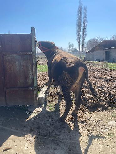 Коровы, быки: Продаю | Бык (самец) | На откорм | Племенные at lalafo.kg — 23 Коровы, быки: Продаю | Бык (самец) | На откорм | Племенные — 23