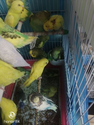 Tutuquşları: Papuqaylar 9azn Papuqay qəfəsləri 9azn Təzə qəfəslərdi 9-azn -da lalafo.az — 12 Tutuquşları: Papuqaylar 9azn Papuqay qəfəsləri 9azn Təzə qəfəslərdi 9-azn — 12