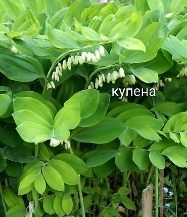 Другие виды семян и саженцев: Продаю все саженцы которые вы видите на фото, также есть мята — 24