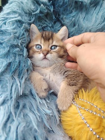 Qızıl şinşilla, Erkək, Yaxşı əllərə, Ünvandan götürmə lalafo.az -da Qızıl şinşilla, Erkək, Yaxşı əllərə, Ünvandan götürmə