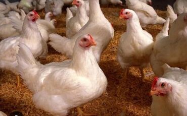 собаку в добрые руки: Продаем живых бройлерных курей Цена за кг 210 сом Чистый вес примерно