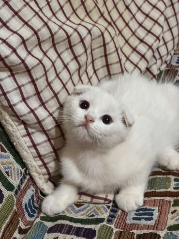 Şotland yastı qulaq