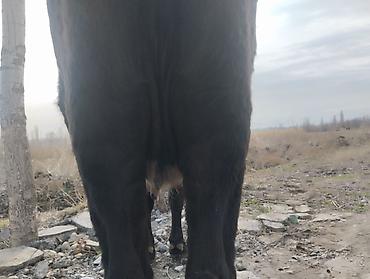 Коровы, быки: Продаю | Корова (самка) | Для молока | Привязанные — 4