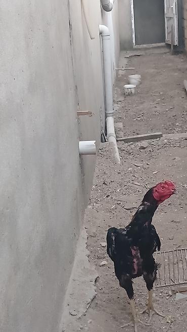heyrətilər: Salam olsun heyrati türk cinsidir temiz saglamdir doyusune soz yoxdu — 1