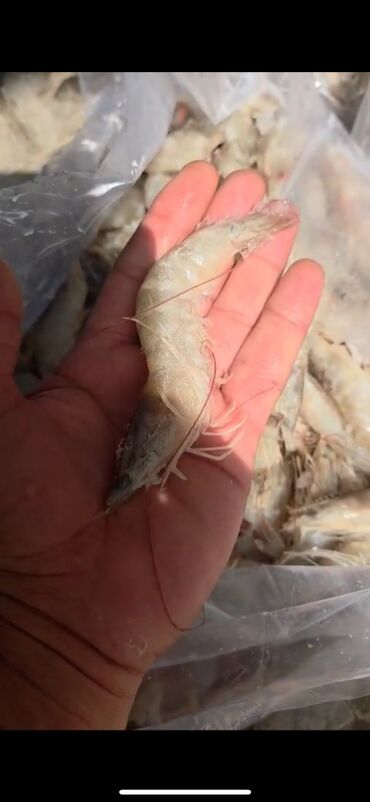 ingilis setteri it cinsi digər adı: Sülhsevər, Ünvandan götürmə, Pulsuz çatdırılma, Ödənişli çatdırılma