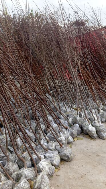 Ağaclar: Her növ ağaclar ve dekarativ ağaclar çox ucuz ve qarantili gubresiz — 46