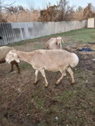 дом для кош: Продаю | Овца (самка), Ягненок, Баран (самец) | Гиссарская, Полукровка, Арашан | Для разведения | Ярка