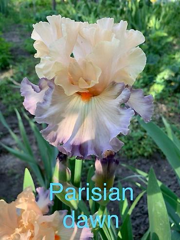 Другие садовые цветы и кустарники: Сортовые ирисы.
От 350 до 500 сом — 16