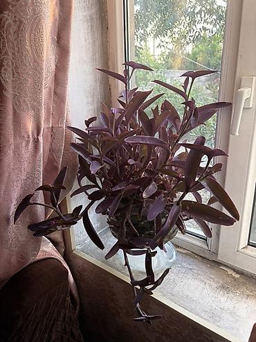 xoruz otu bitkisi: Tradescantia pallida (Purpurea) – bənövşəyi asma ev bitkisi - — 2