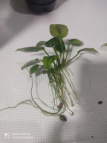 Аквариумы: Водоросли живые: Анубиас Бартера, нана ( цветут белыми и розовыми — 19