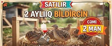 balaca tuklu it: Məhsul: 2 aylıq bildirçin Təsvir: - Yaş: 2 ay - Növ: Ev quşu – — 1