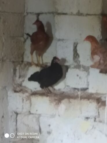 Cücələr: Toyuq cücələri, Damazlıq — 3