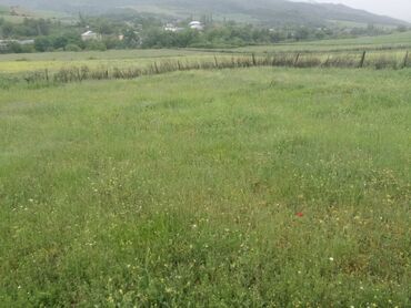 Torpaq sahələrinin satışı: 35 sot, Kupça (Çıxarış) — 20