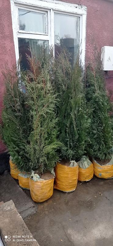 Туя: СРОЧНО ПРОДАЮТСЯ ТУИ❗❗❗ 200 ШТУК❗❗❗ СОРТ КНИЖКА — 9