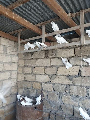 essək səkili: Məhsul: Ev göyərçinləri (bir neçə fərqli rəng və növ) Təsvir: - — 8