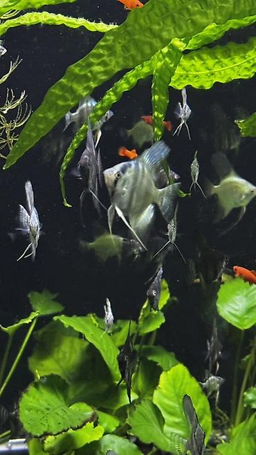 пруд для рыбы: Скалярии (Pterophyllum) — молодь и подросшие особи различных окрасов — 2