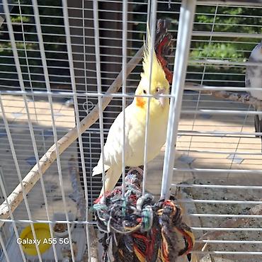 Другие с/х животные: 🦜 Попугаи корелла в продаже Продаются 2 кореллы: ✔ Одному — 2 года ✔ — 2