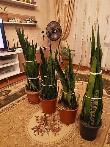 xolikan bitkisi: Sansevieria (Qayın dili) otaq bitkiləri - Növ: Sansevieria — 2