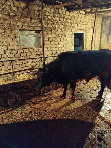 Коровы, быки: Продаю | Бык (самец) | На откорм | Привязанные — 2