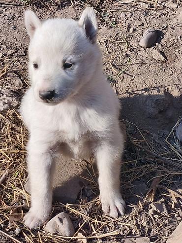 Продажа собак: Лайка, 1 месяц, Самец, С родословной — 10