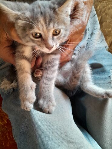 дом животных: Кошка даром: Беспородная, 2 месяца, Девочка