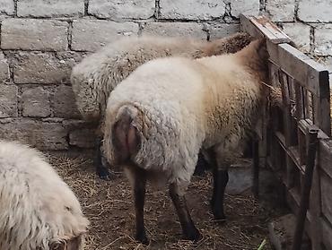 anqus əti: - Növ: yerli ətlik qoyunlardi — 5
