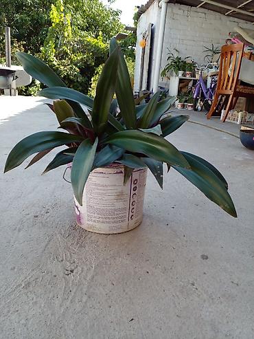 фарель ош: Растение комнатное “Рео багровое” (Tradescantia spathacea, синоним — 3
