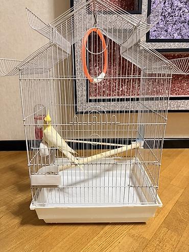 qara toyuq quşu: Məhsul: Sarı rəngli nimfa (cockatiel) tutuquşu Təsvir: - Gözoxşayan — 7