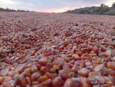 уголь кара кече бишкек цена: Жүгөрү Дүңүнөн