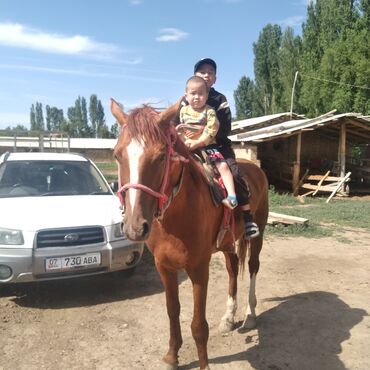 работа военный: Требуется Пастух, Оплата Ежемесячно, Форма