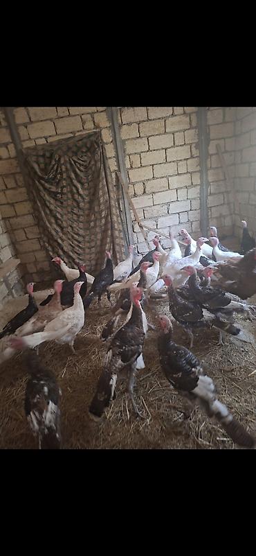 qusar heyvan satisi: Məhsul: Hind toyuqları (pallı, ağ və qara rəngli fərqli mövhumlar) — 3