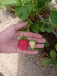 Şitillər: Murano çiyələk stilləri satılır .ilboyu məhsul dərmey olur .isdixana — 7