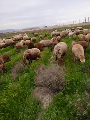 Qoyunlar, qoçlar: Dişi, il: 1, Damazlıq, Ünvandan götürmə — 3