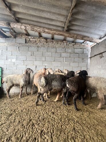 Бараны, овцы: Продаю | Баран (самец) | Для разведения | Племенные — 16