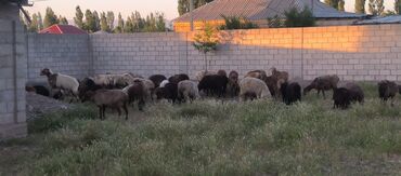 Бараны, овцы: Продаю | Овца (самка), Ягненок | Эдильбаевская | Для разведения | Матка, Ярка, Ягнившаяся