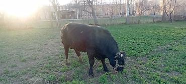 Коровы, быки: Продаю | Бык (самец) | Симментальская | Для разведения | Осеменитель — 5