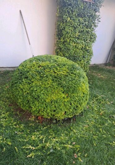 Landşaft işləri: Bağbanam kime bağban lazımdırsa buyura biler — 8