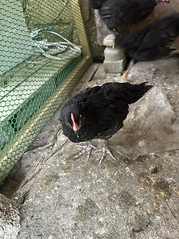 Toyuqlar: Toyuq, Australorp, Damazlıq — 3